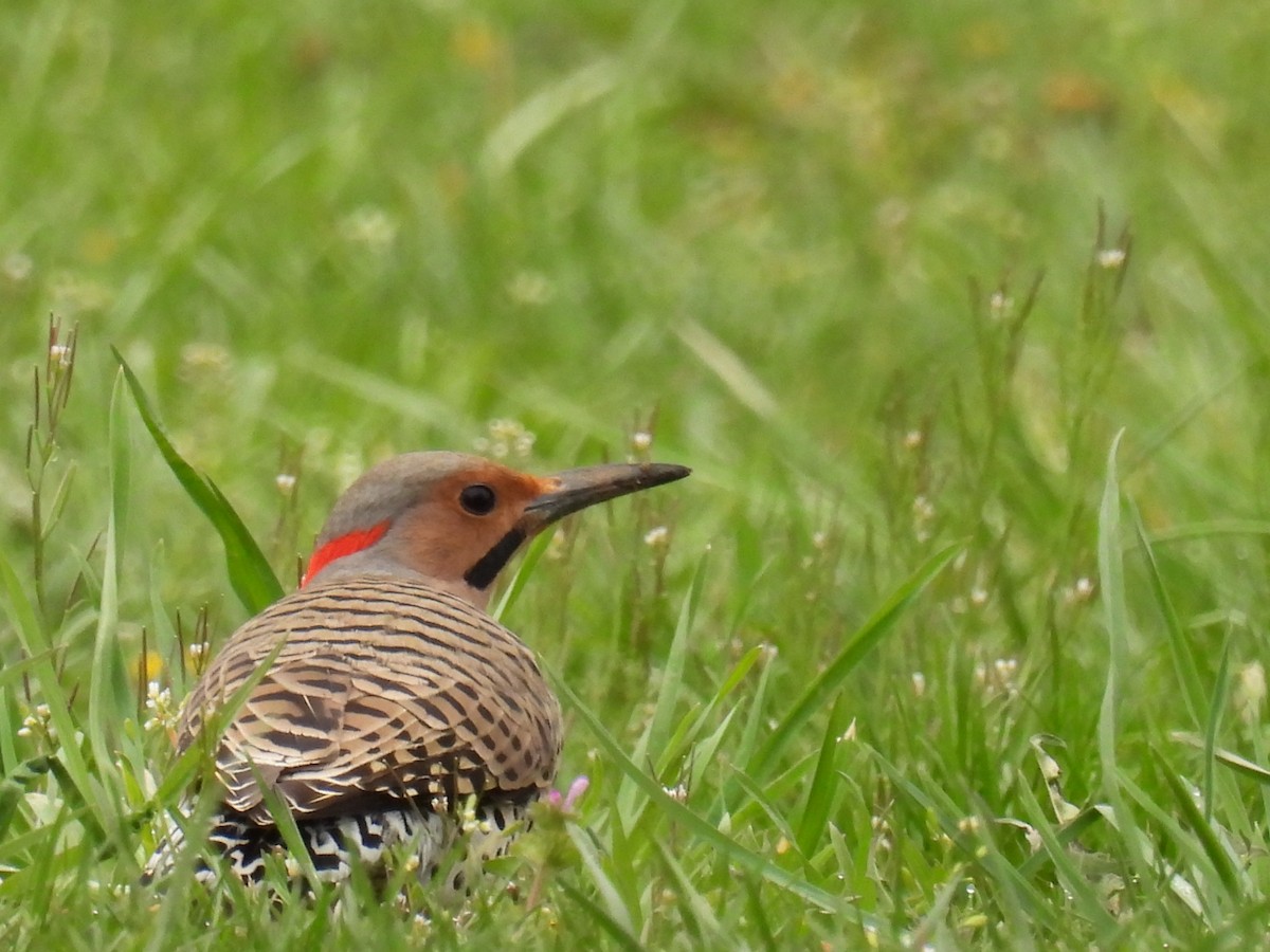 Northern Flicker - ML557710161