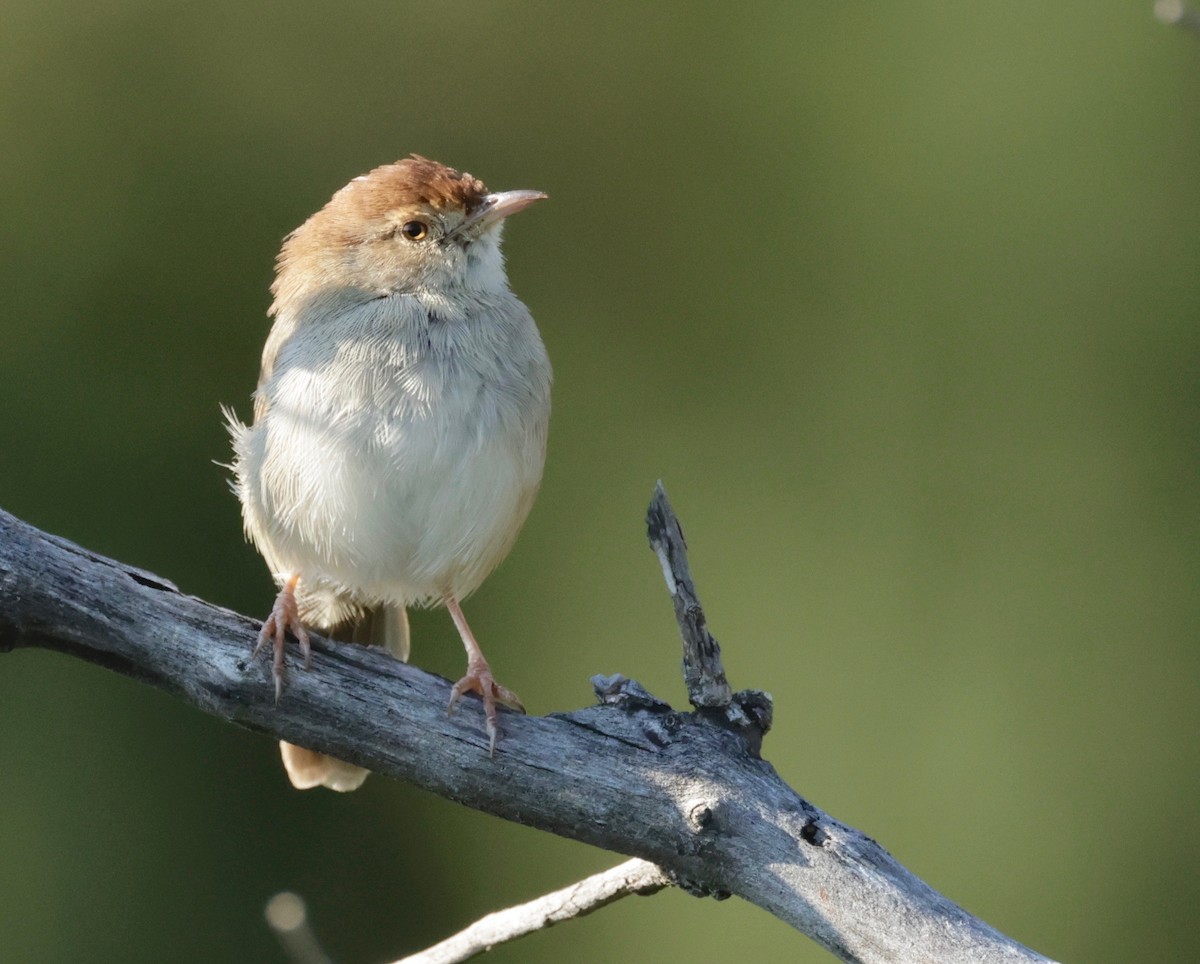 Piping Cisticola - ML557710571