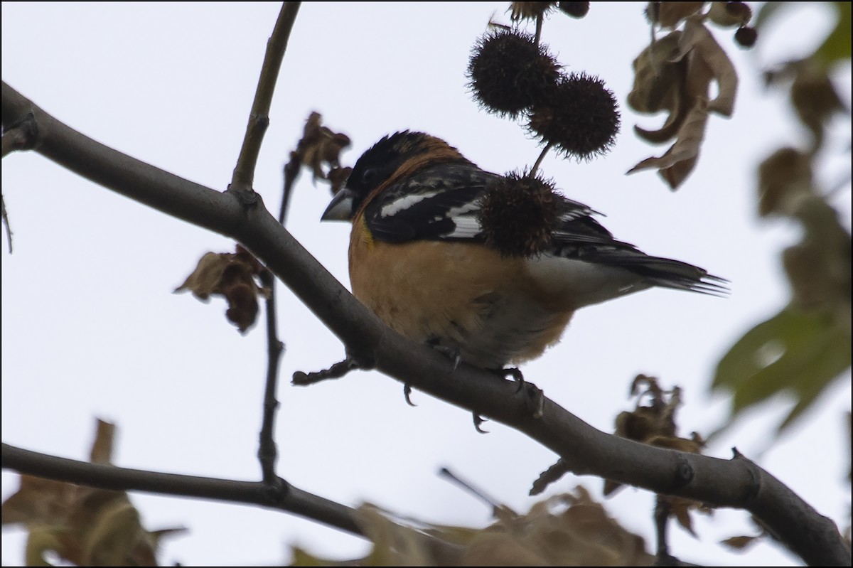 Black-headed Grosbeak - ML557710931