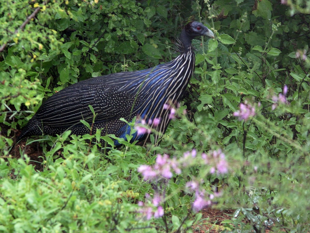 Vulturine Guineafowl - ML557711091