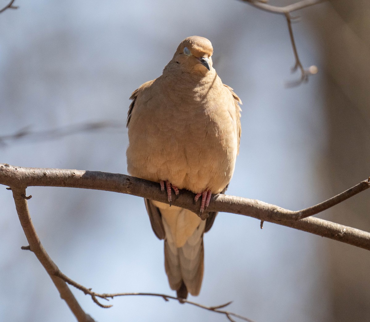 Tourterelle triste - ML557711111