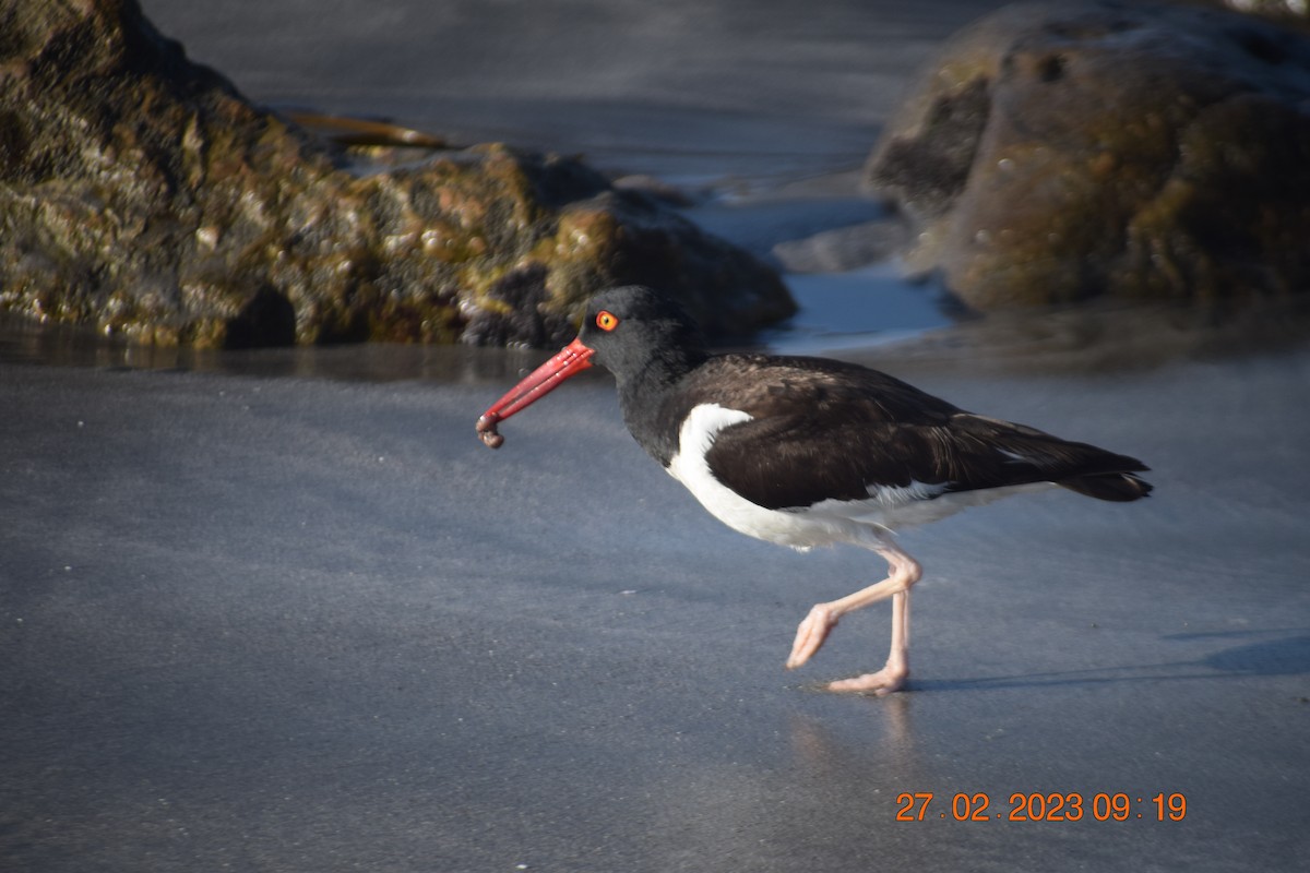 American Oystercatcher - ML557711441