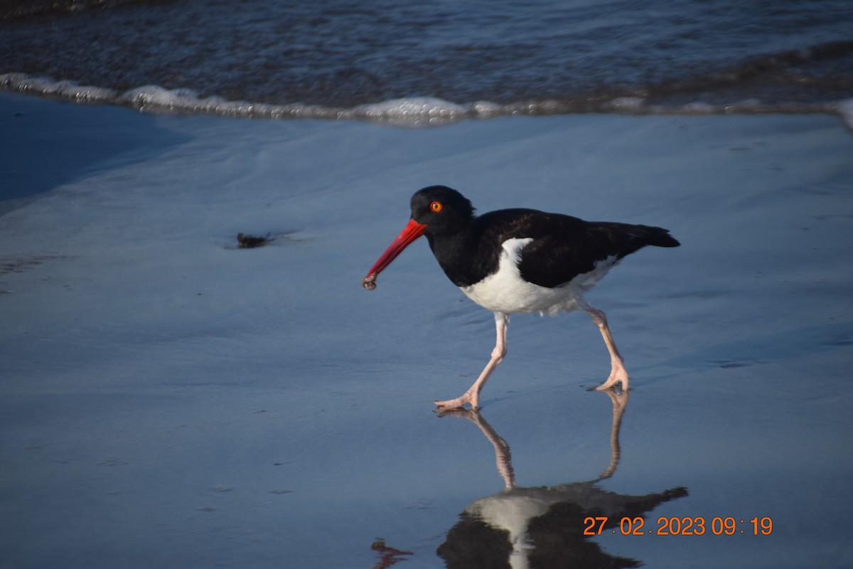 American Oystercatcher - ML557711451