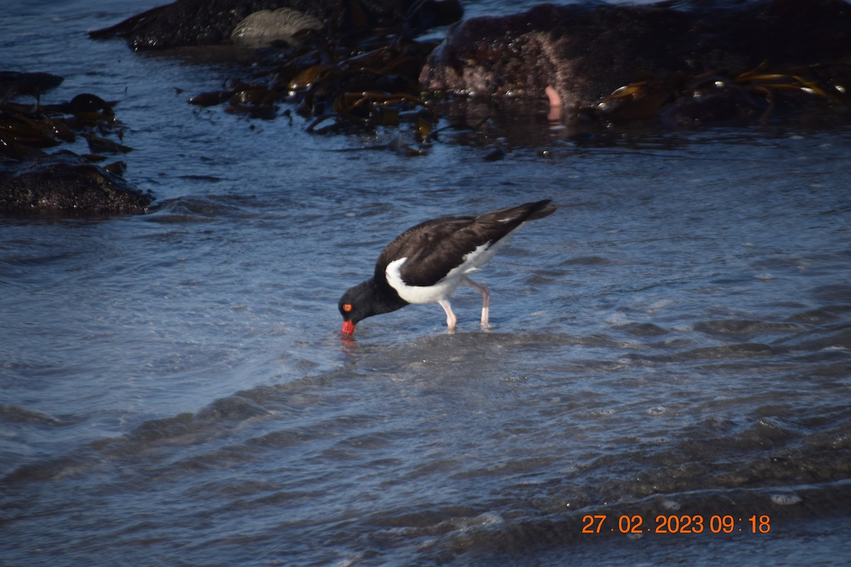 American Oystercatcher - ML557711461