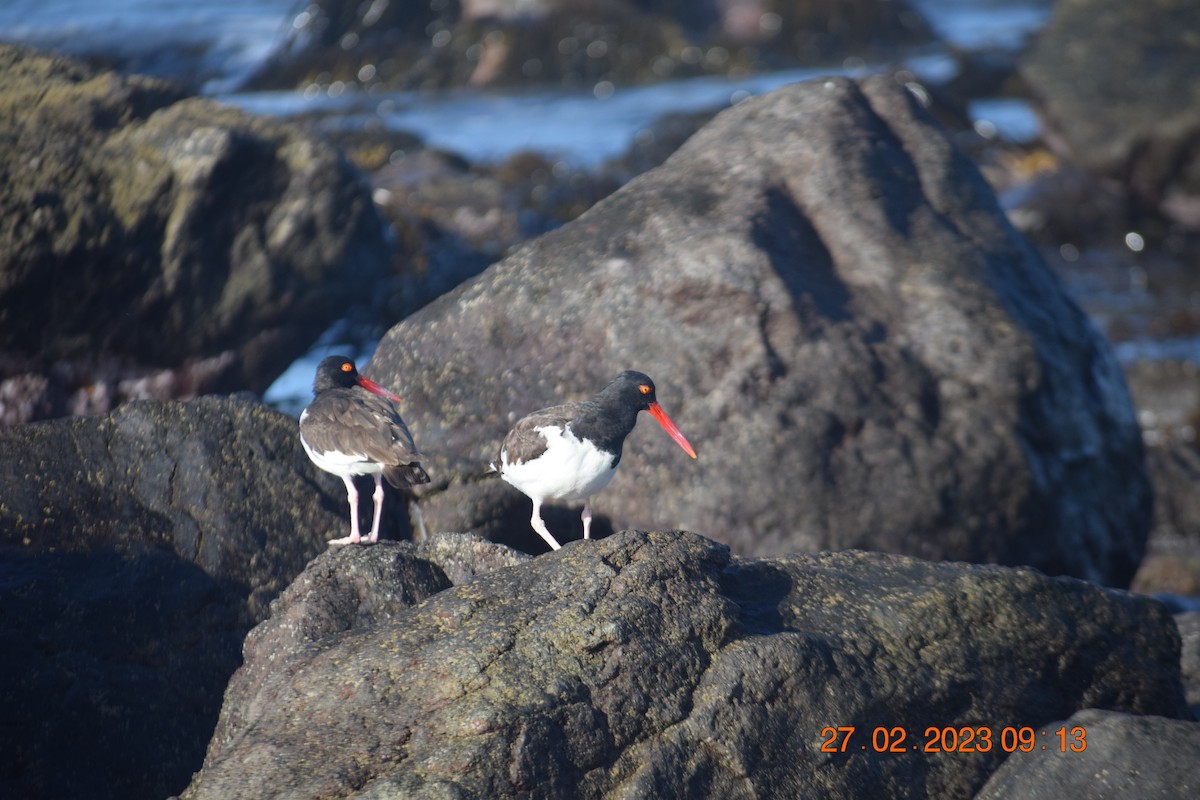 American Oystercatcher - ML557711481