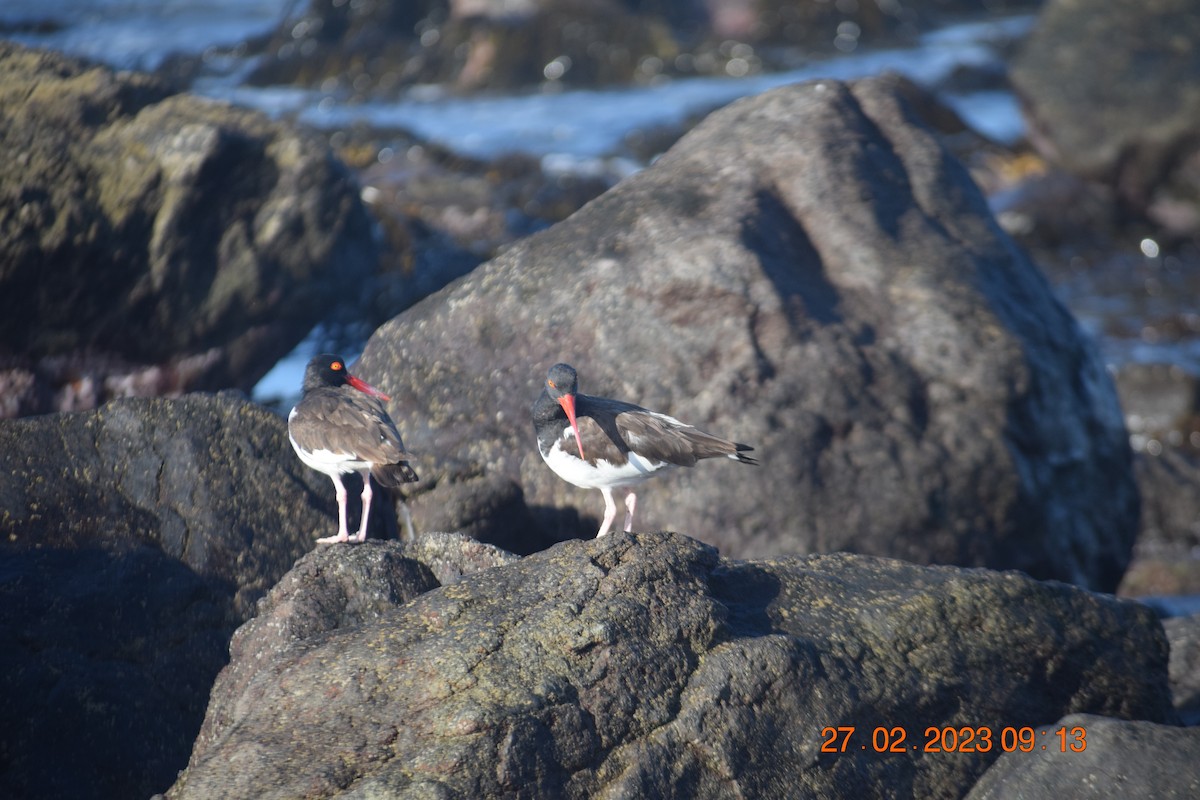 American Oystercatcher - ML557711491