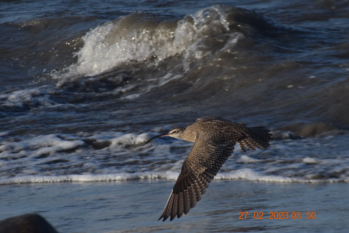 Whimbrel (Hudsonian) - ML557711841