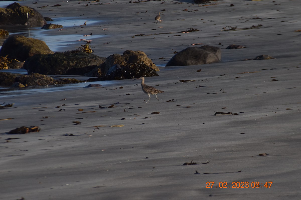 Whimbrel (Hudsonian) - ML557711851