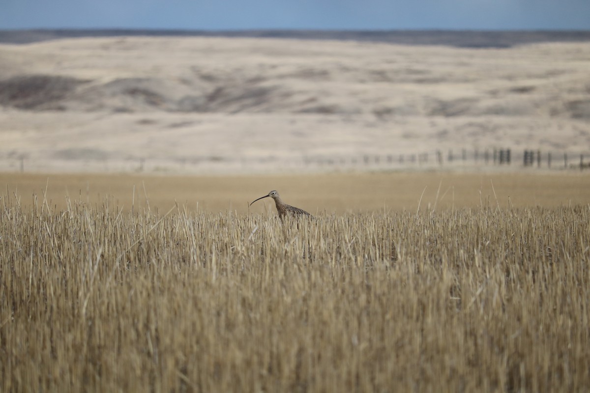 Long-billed Curlew - Katelyn Luff