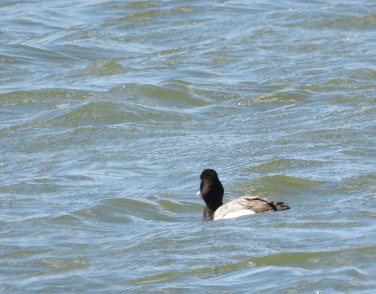Lesser Scaup - ML557713011
