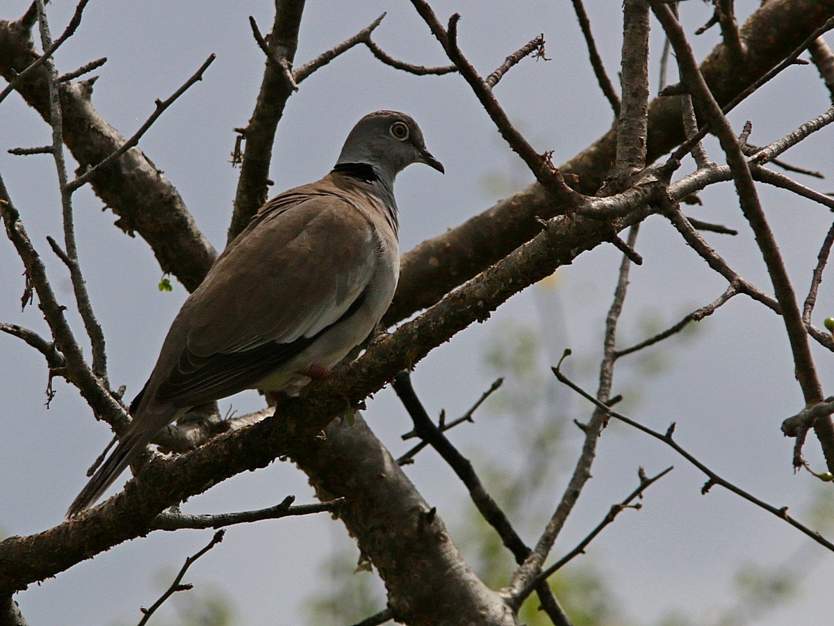 White-winged Collared-Dove - ML557713101