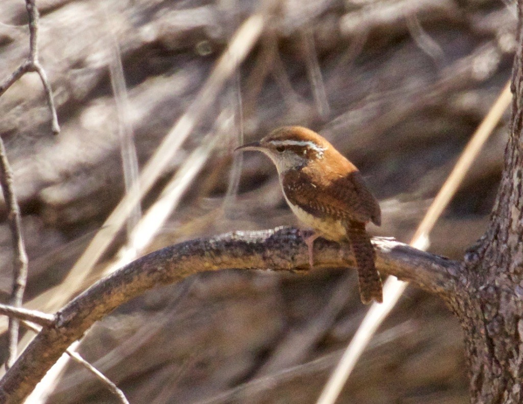 Carolina Wren - ML55771311