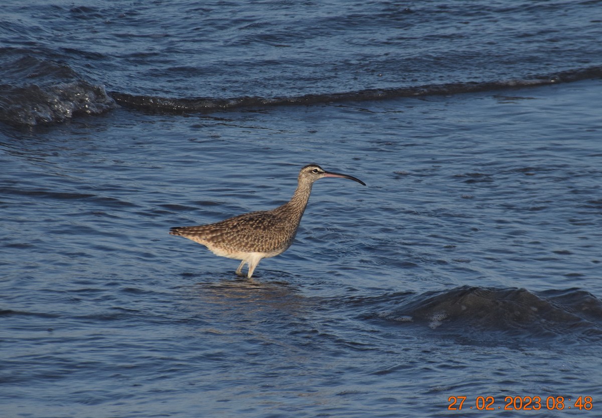 Whimbrel (Hudsonian) - ML557713381