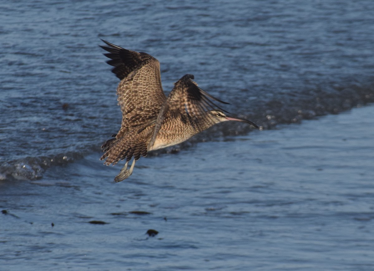 Whimbrel (Hudsonian) - ML557713411
