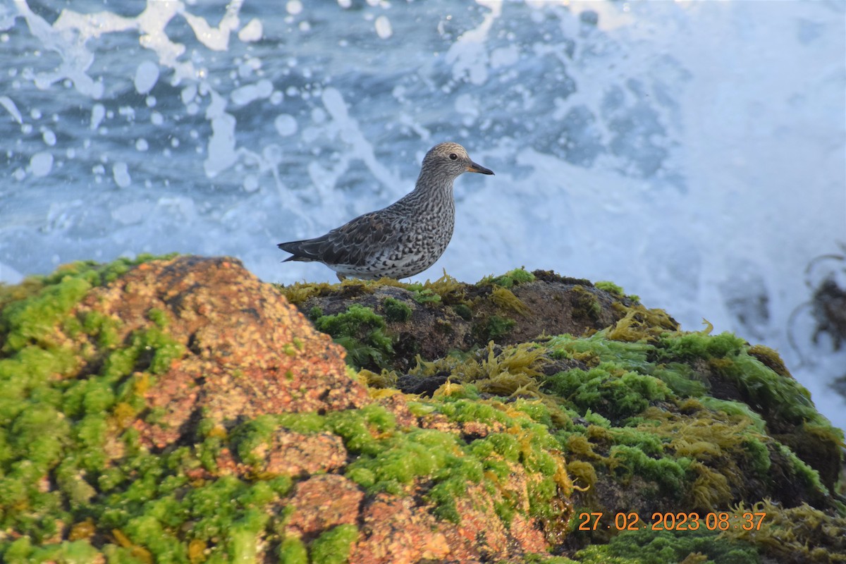 Surfbird - ML557713531