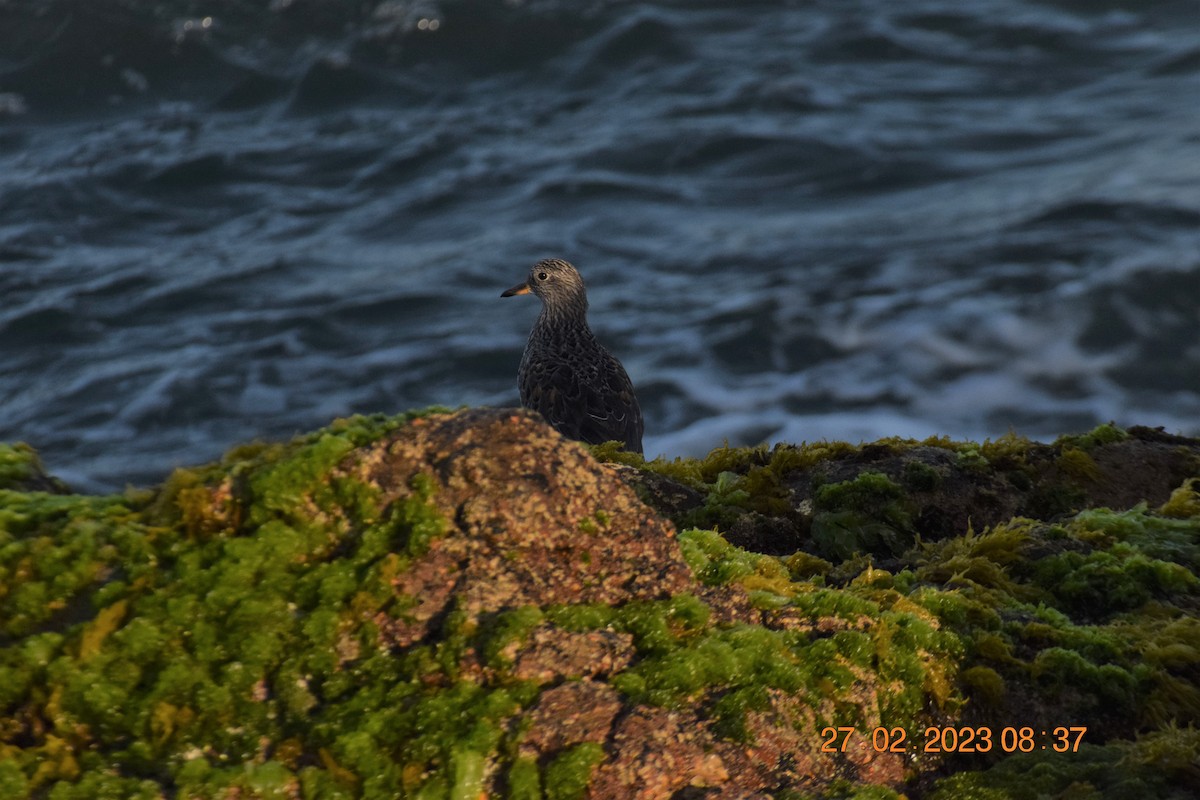 Surfbird - ML557713551