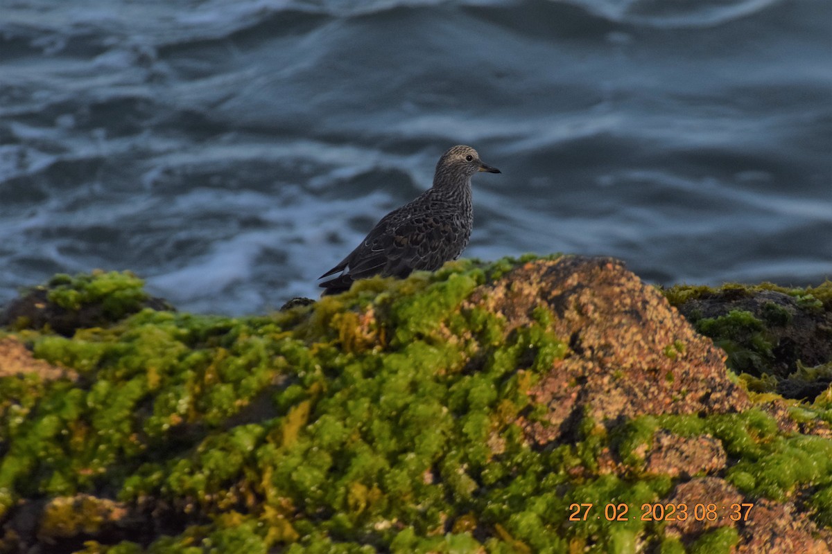 Surfbird - ML557713561