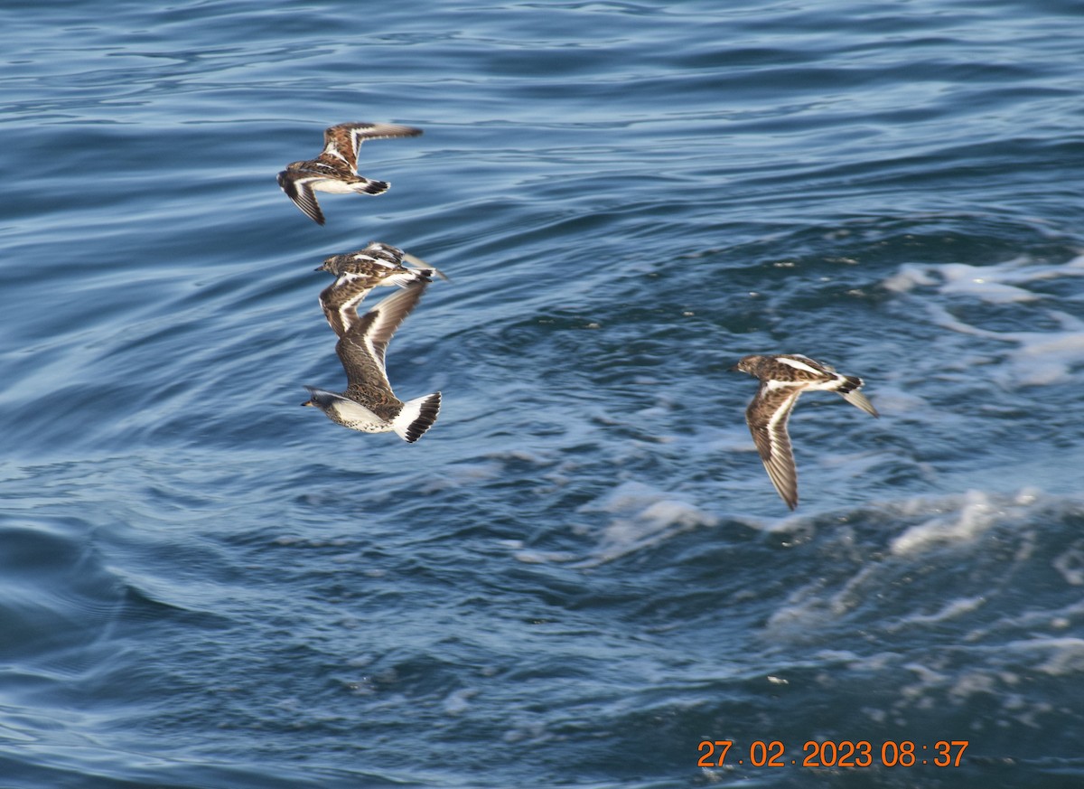 Surfbird - ML557713811