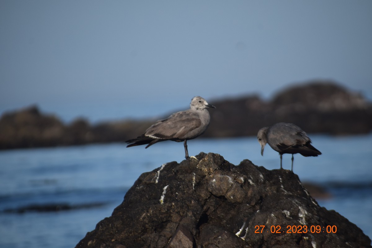 Gray Gull - ML557713981