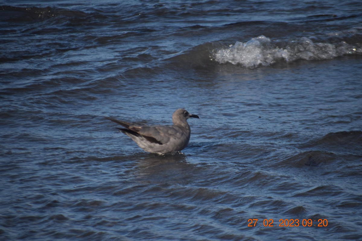 Gray Gull - ML557713991