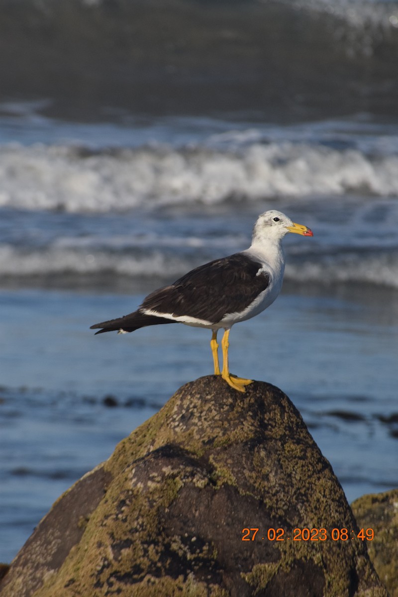 Belcher's Gull - ML557714051