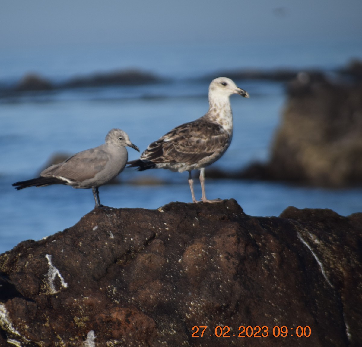 Kelp Gull - ML557714211