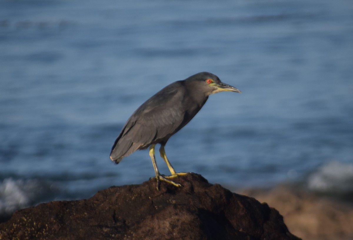 Black-crowned Night Heron - ML557714371
