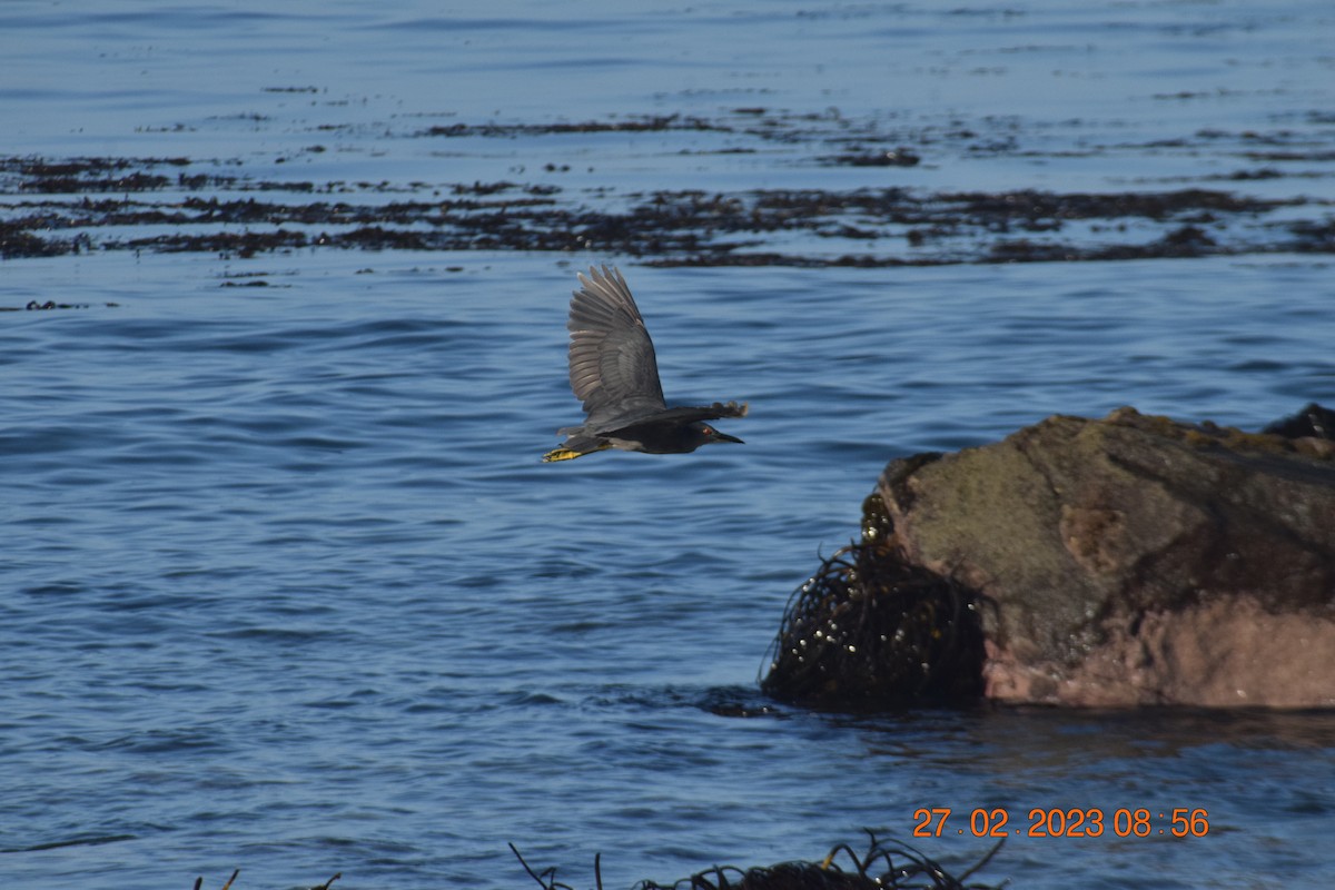 Black-crowned Night Heron - ML557714381