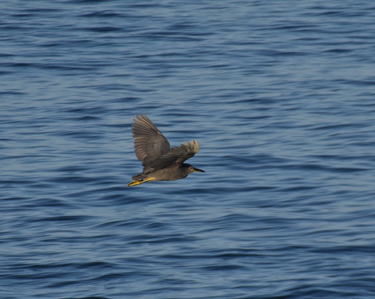 Black-crowned Night Heron - ML557714401