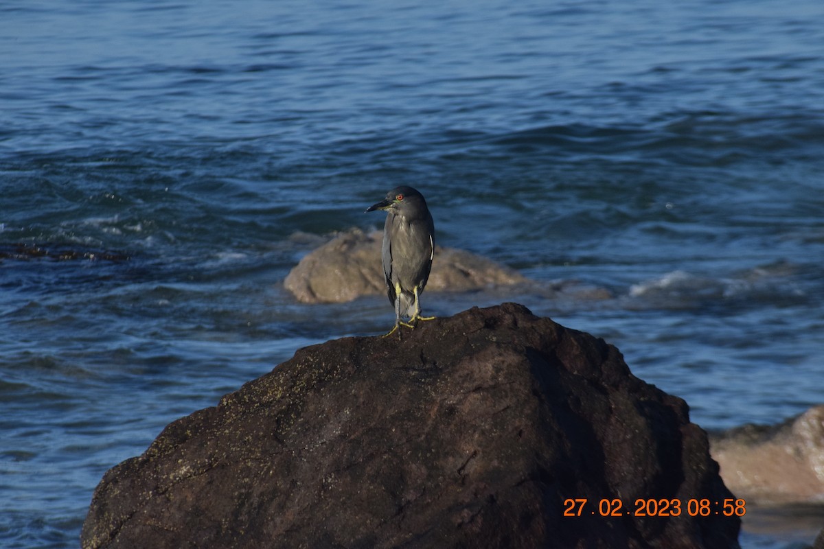 Black-crowned Night Heron - ML557714441