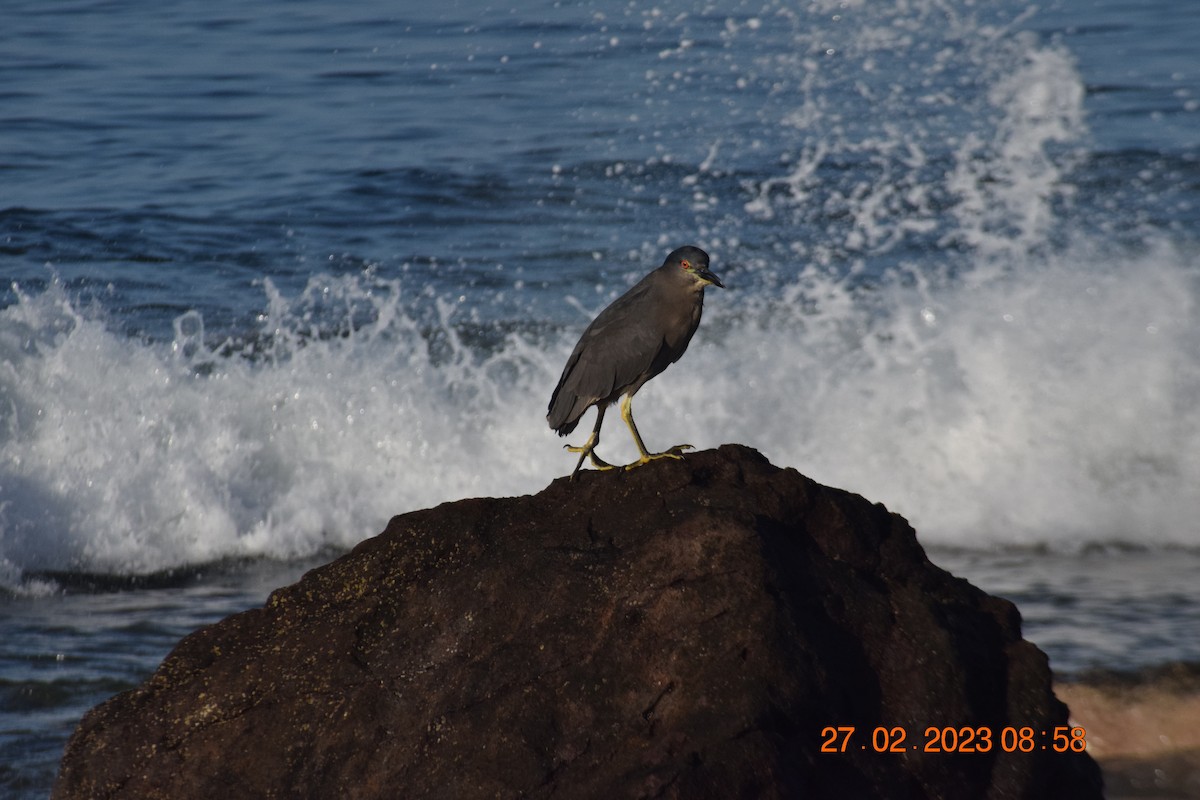 Black-crowned Night Heron - ML557714461