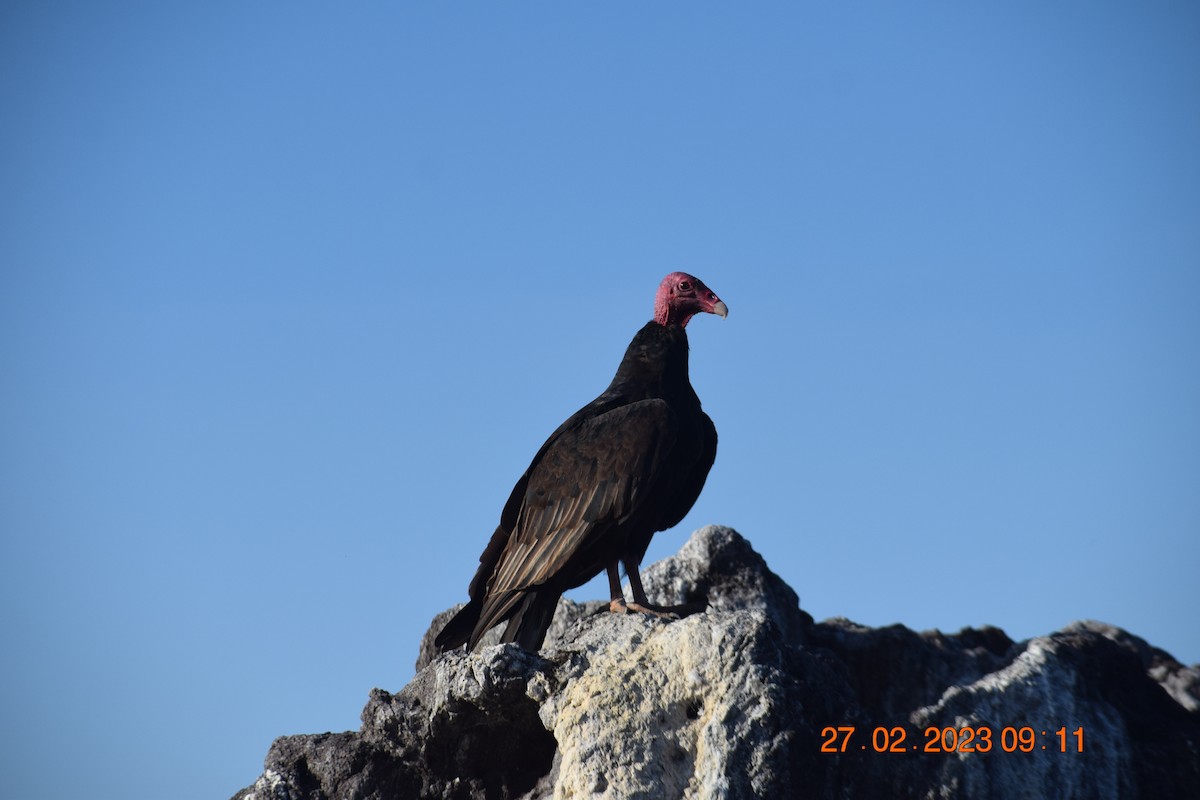Turkey Vulture - ML557714571