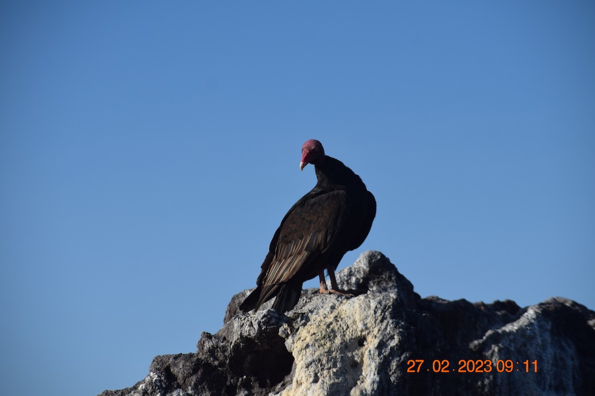 Turkey Vulture - ML557714581