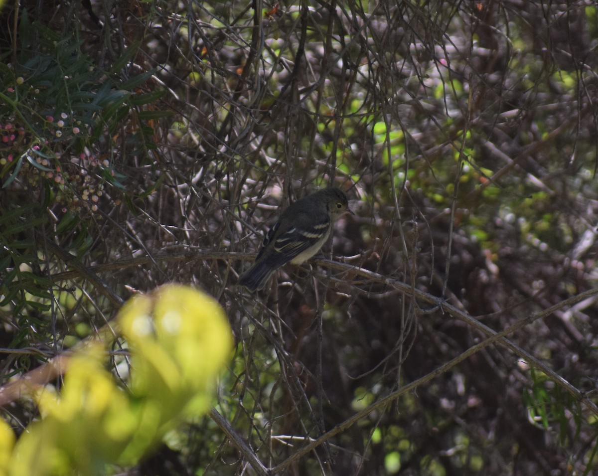 White-crested Elaenia - ML557714601