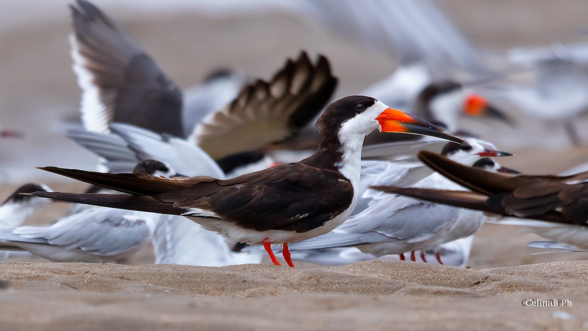 Black Skimmer - Celina Bonini