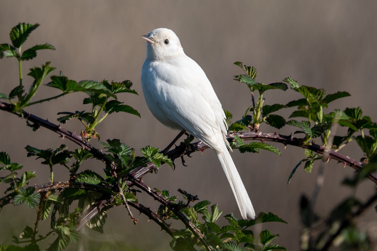 Northern Mockingbird - ML557715211