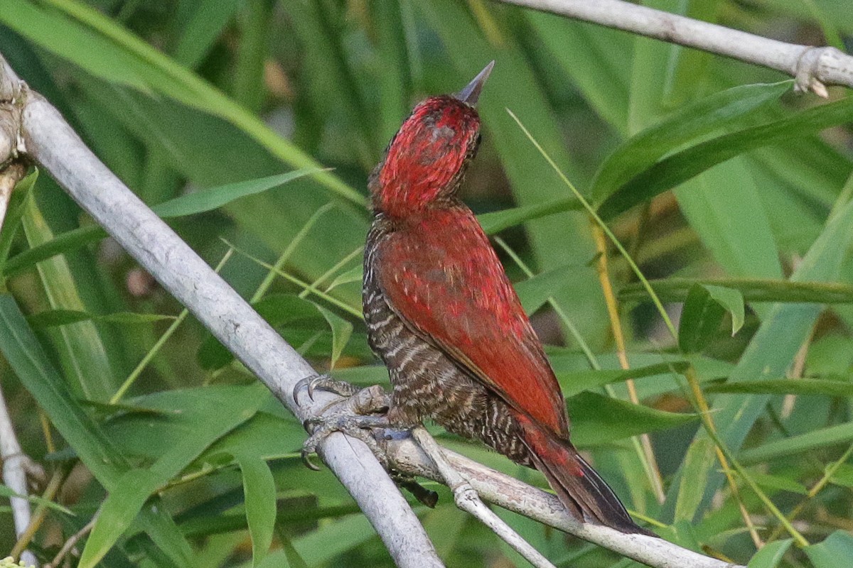Blood-colored Woodpecker - ML557715981