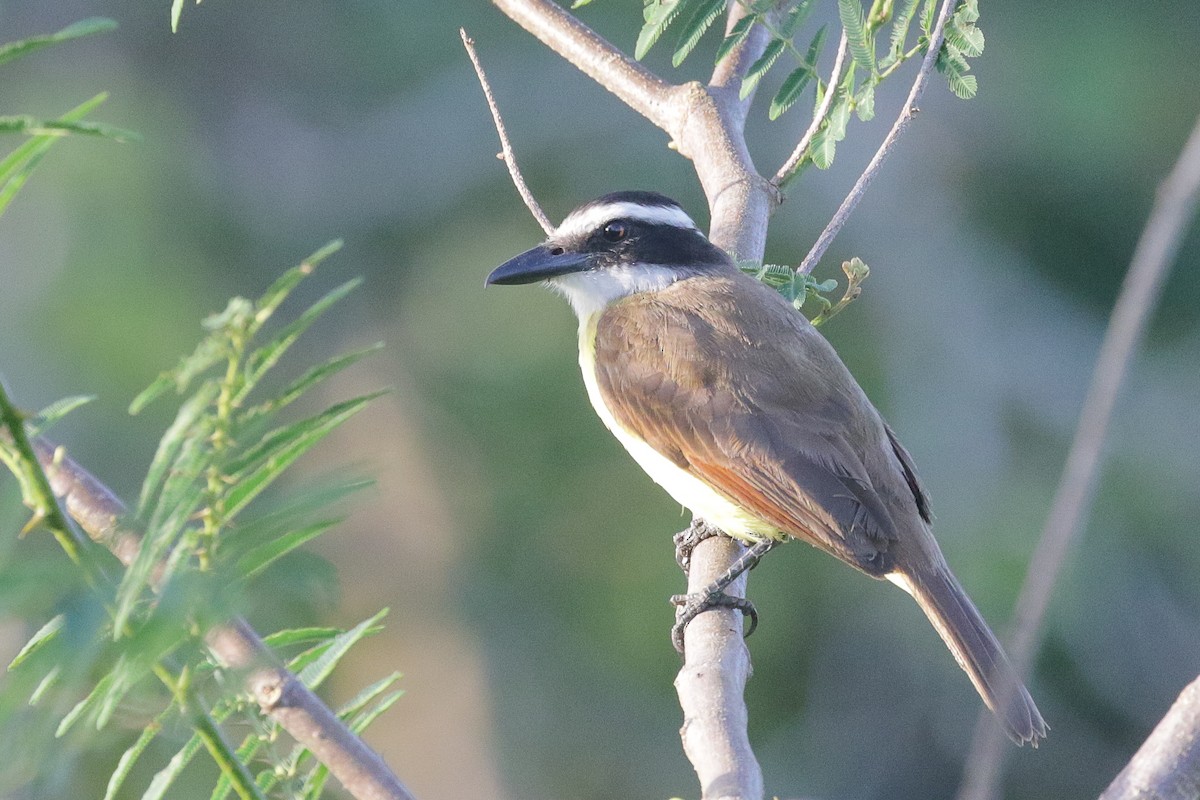 Boat-billed Flycatcher - ML557716121