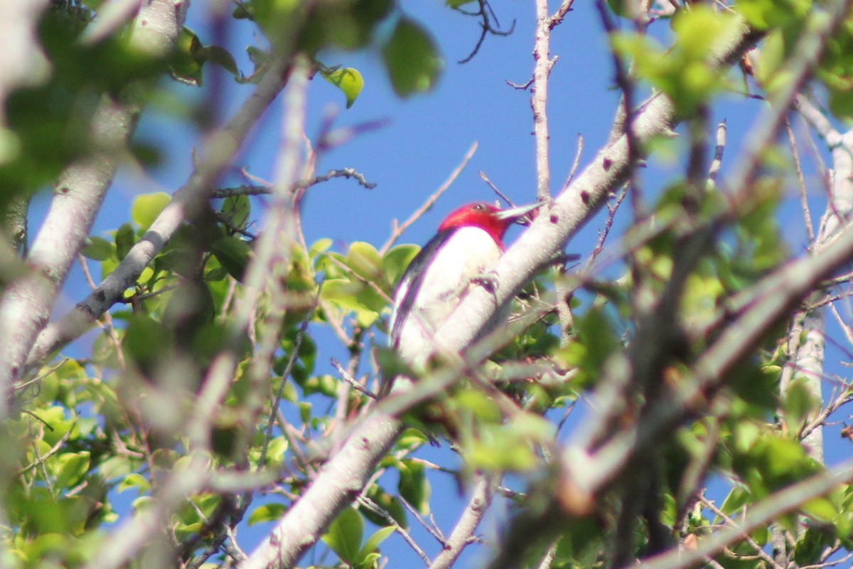Red-headed Woodpecker - ML55771671