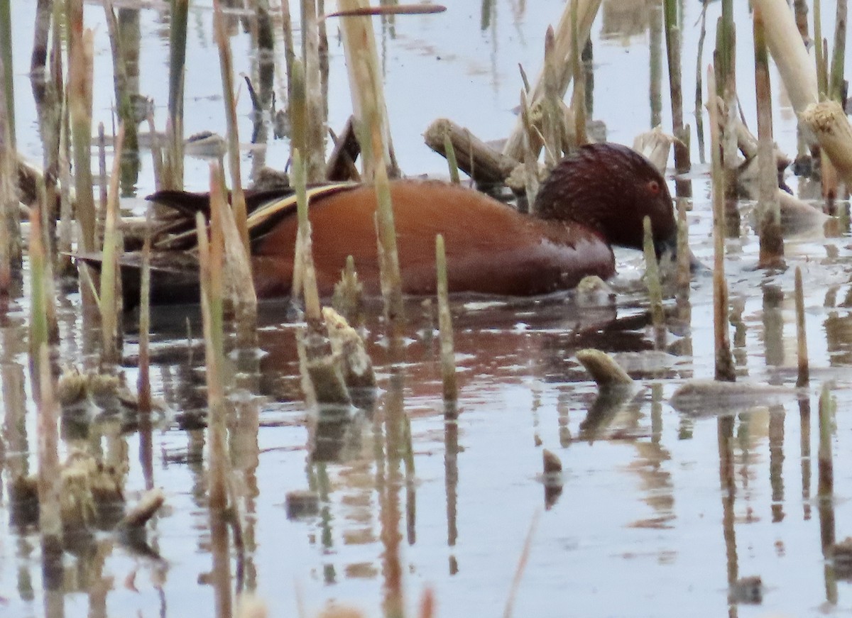 Cinnamon Teal - Diane Roberts