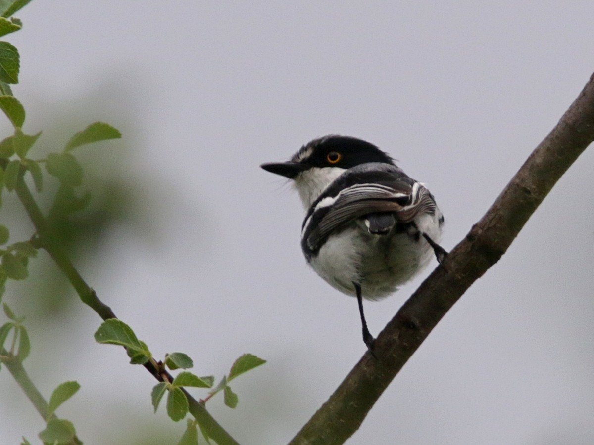 コビトセワタビタキ - ML557717831