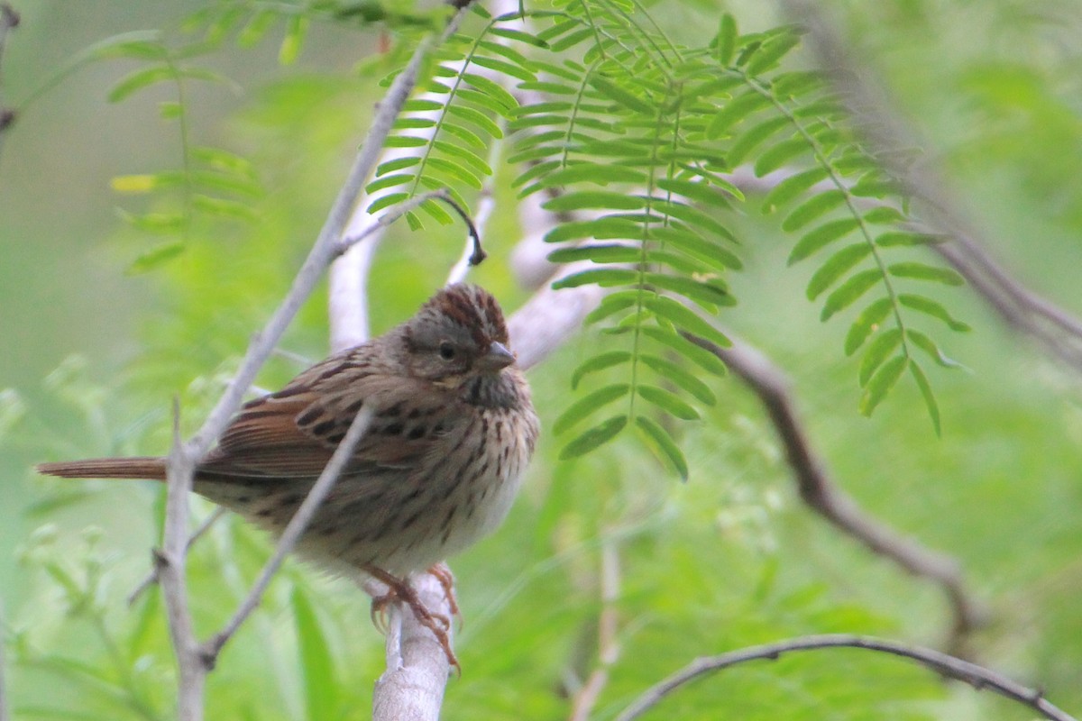 Lincoln's Sparrow - ML55771801