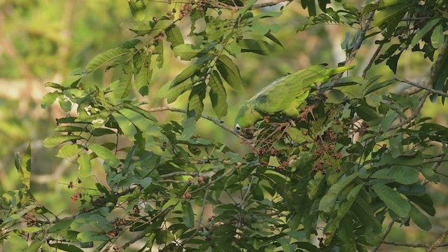 ムジボウシインコ（guatemalae／virenticeps） - ML557718191