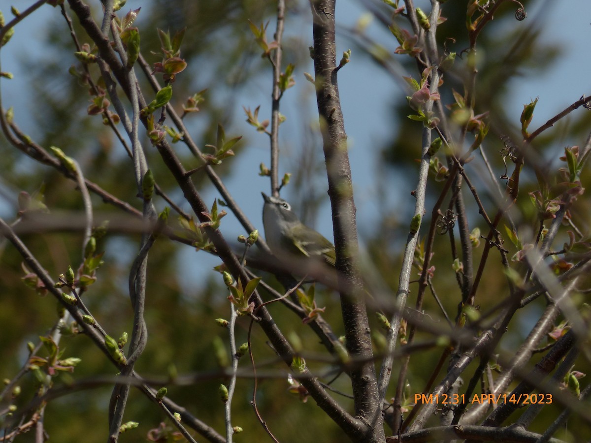 Mavi Başlı Vireo - ML557718311