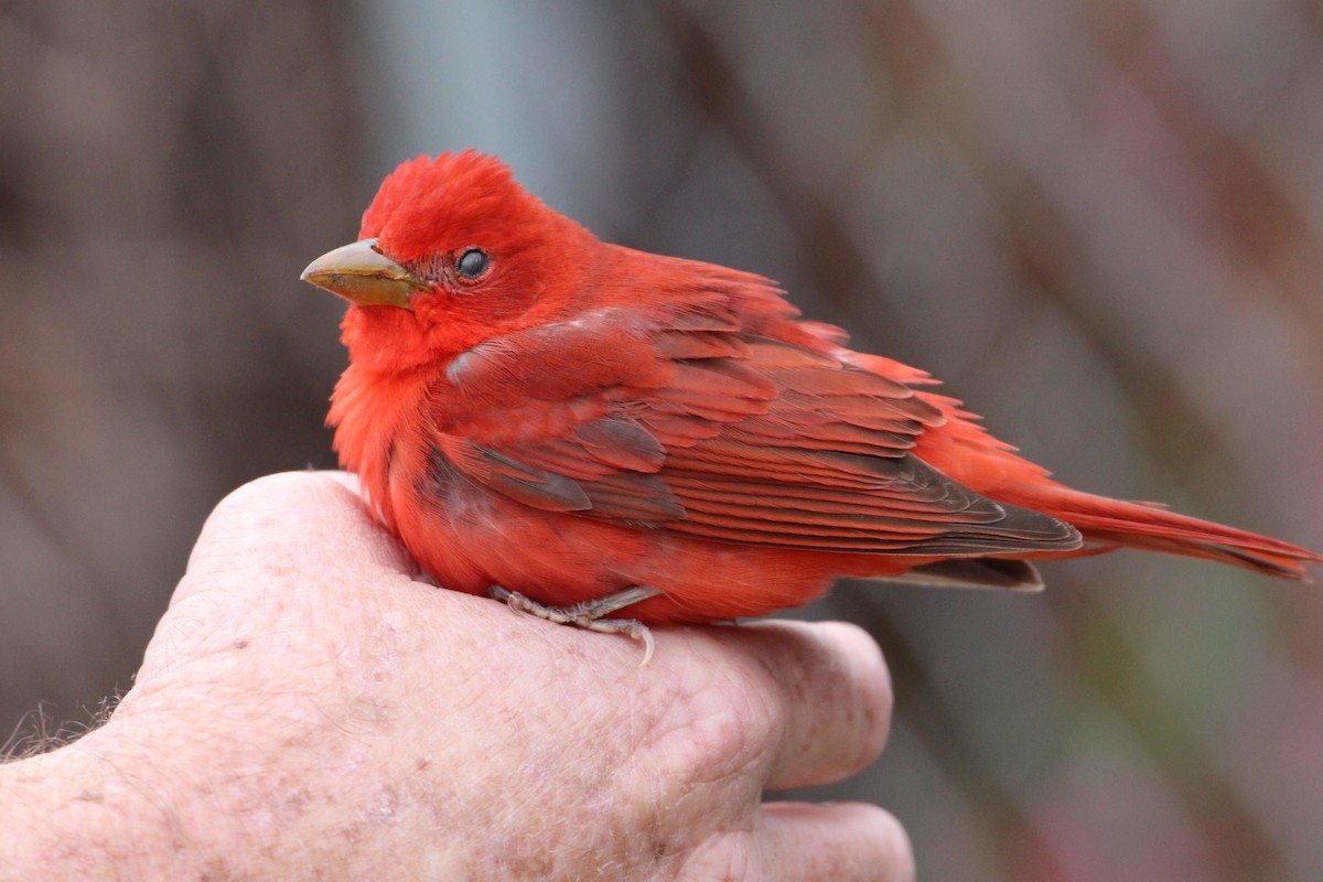 Summer Tanager - ML55771851