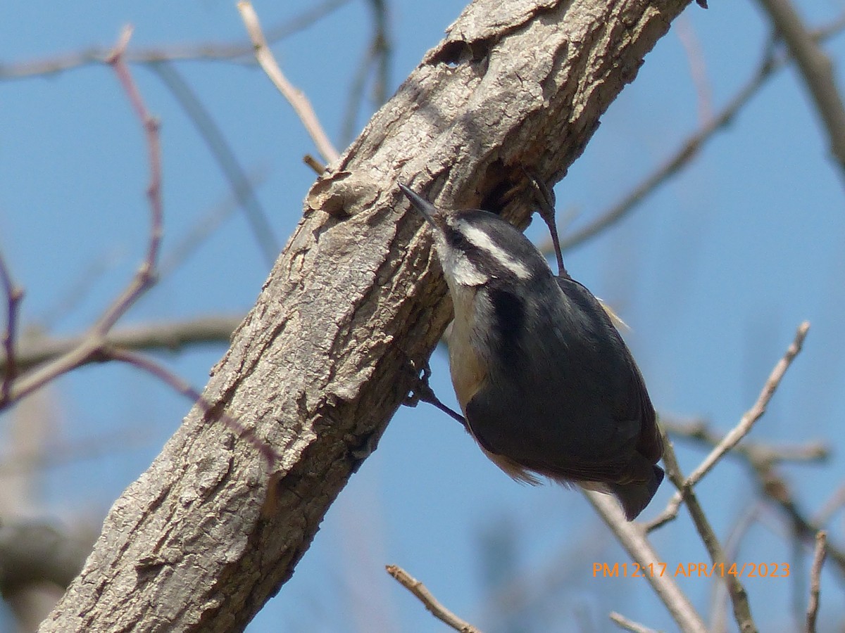 Red-breasted Nuthatch - Sam Skinner