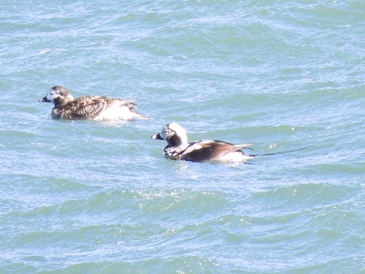 Long-tailed Duck - ML557718871