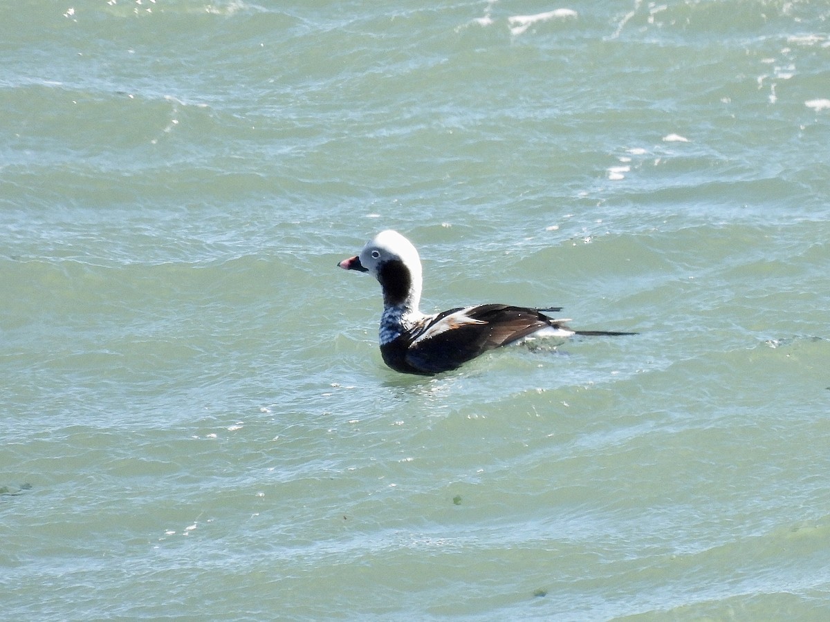 Long-tailed Duck - Marie-France Cote