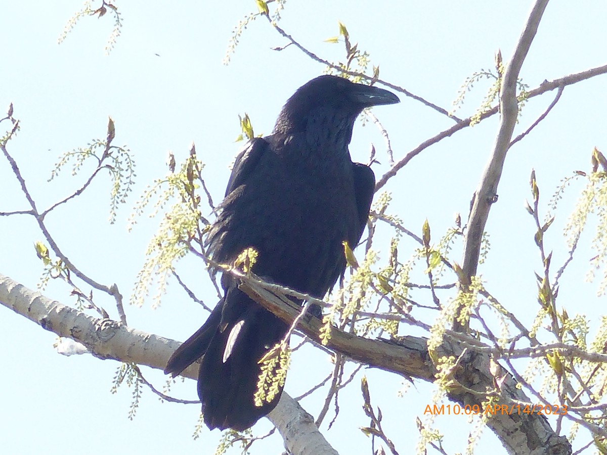 Common Raven - ML557719021