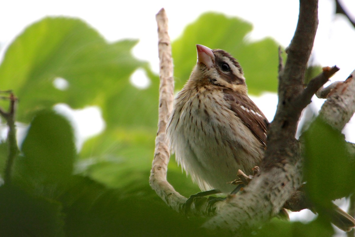 Rose-breasted Grosbeak - ML55772031